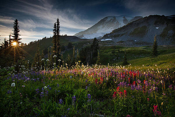 Wall Art - Photograph - Spring time at Mt. Rainier Washington by Larry Marshall