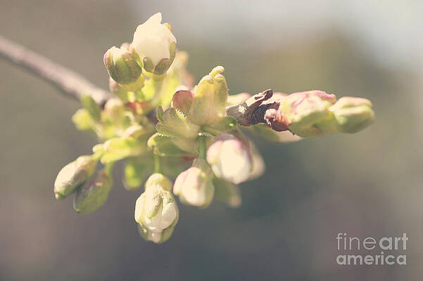 Spring time  by Sylvia Trifonova