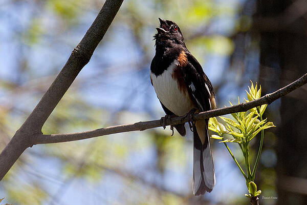 Spring Towhee by Daniel Caron