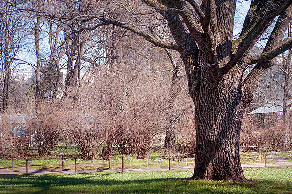 Wall Art - Photograph - Spring Tree at Soft Rosy Spring in the Garden by Jenny Rainbow