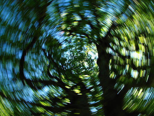 Wall Art - Photograph - Spring Tree Carousel by Juergen Roth