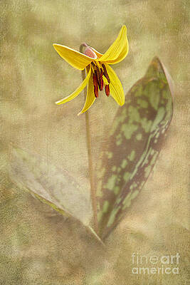 Wall Art - Photograph - Spring Trout Lily by Marilyn Cornwell