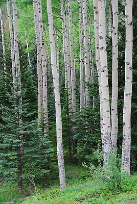 Wall Art - Photograph - Springtime in an Aspen Forest by Cascade Colors