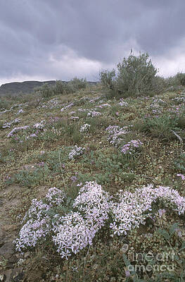 Wall Art - Photograph - Springtime In The Idaho High Desert by William H. Mullins