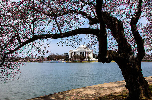 Wall Art - Photograph - Springtime in Washington by Kathi Isserman