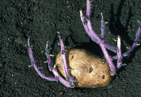 Wall Art - Photograph - Sprouting Potato by A.b. Joyce