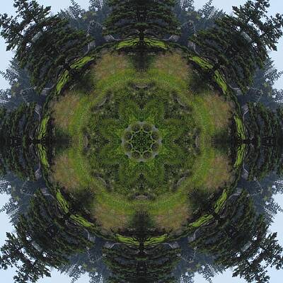 Spruce Tree Twins by Trina Stephenson Spruce Tree Twins by Trina Stephenson