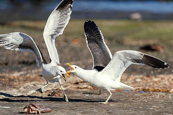 Wall Art - Photograph - Squabbling Kelp Gulls by Science Photo Library