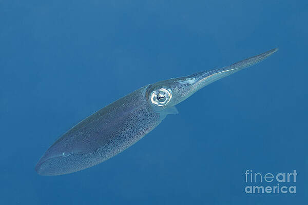 Squid in the sea. by IMAVIEW Photo and Design Squid in the sea. by IMAVIEW Photo and Design