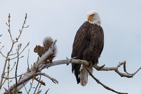 Squirrel Gets Perilously Close to a Bald Eagle by Tony Hake Squirrel Gets Perilously Close to a Bald Eagle by Tony Hake