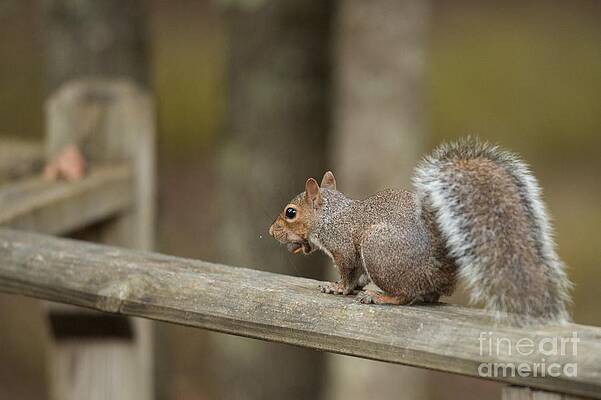 Squirrel by Miguel Celis Squirrel by Miguel Celis