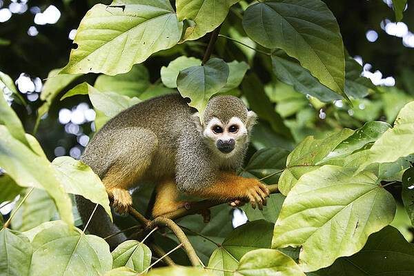 Wall Art - Photograph - Squirrel Monkey by M. Watson