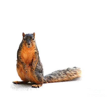 Squirrel staring at you on white with shadow by Susan Montgomery Squirrel staring at you on white with shadow by Susan Montgomery