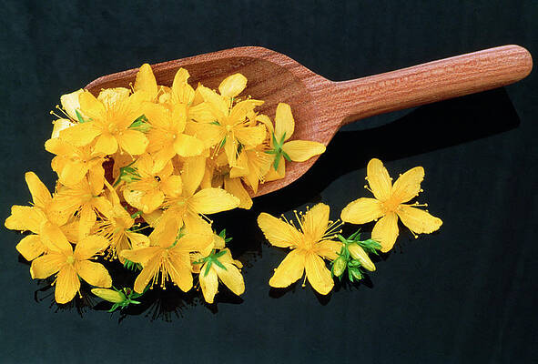 Wall Art - Photograph - St John's Wort Flowers by Science Photo Library