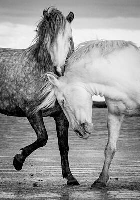 Black And White Horse Photographs (Page #2 of 35) | Fine Art America