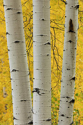 Wall Art - Photograph - Stand Of Aspen Trees And Trunks In Fall by Adam Jones