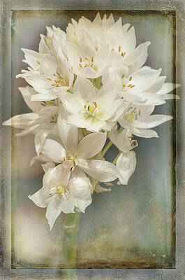 Wall Art - Photograph - Star of Bethlehem by Carol Erikson