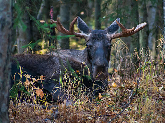 Stare Down by Stephen Smith