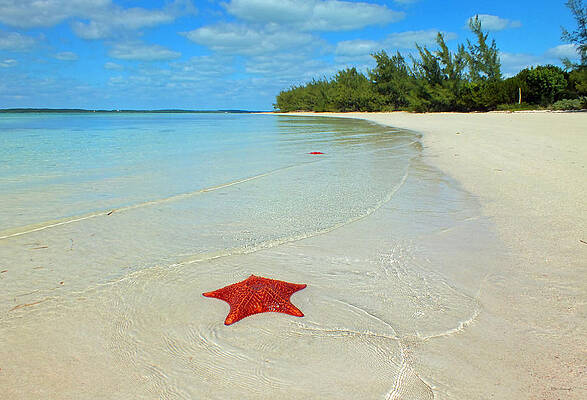 Starfish 5 of Bottom Harbour Sound by Duane McCullough Starfish 5 of Bottom Harbour Sound by Duane McCullough