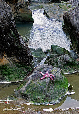 Starfish at Low Tide by Stephanie Salter Starfish at Low Tide by Stephanie Salter