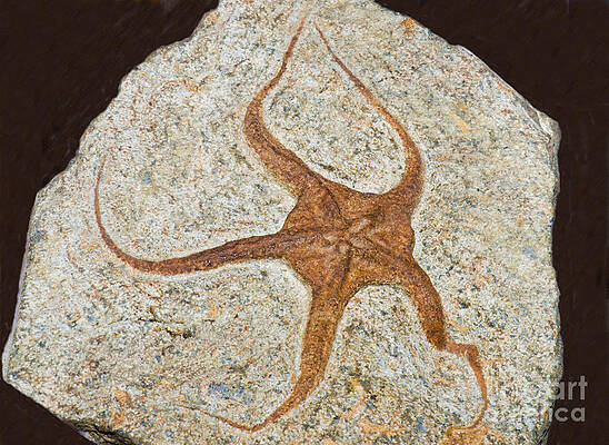 Wall Art - Photograph - Starfish Fossil by Millard H. Sharp