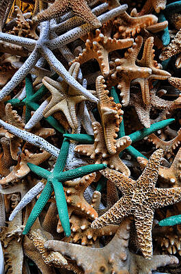 Stars of the Sea by Jes Fritze