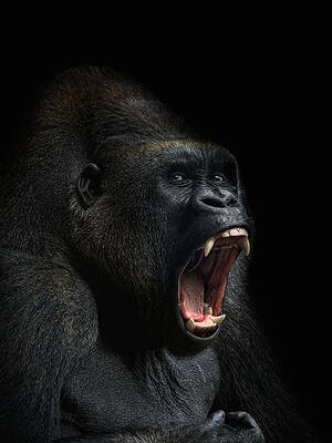 Angry Gorilla Oil Paintings Modern Animals Artwork Home Decor – CP Canvas  Painting Online
