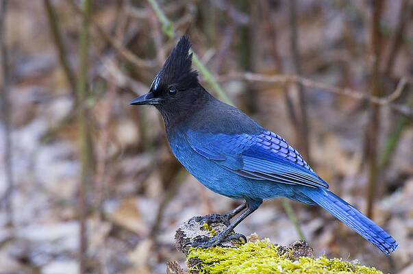Wall Art - Photograph - Stellers Jay by Thomas And Pat Leeson