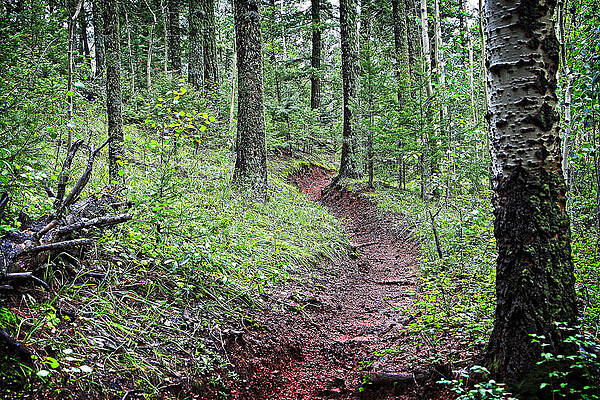 Wall Art - Photograph - Step Into The Magic Forest by Lincoln Rogers