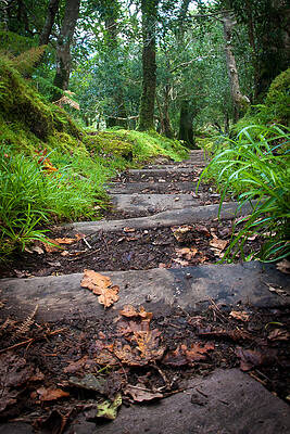 Wall Art - Photograph - Steps Into The Heart of Tomies Woods by Mark Callanan