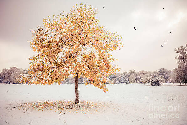 Wall Art - Photograph - Still Dressed In Fall by Hannes Cmarits
