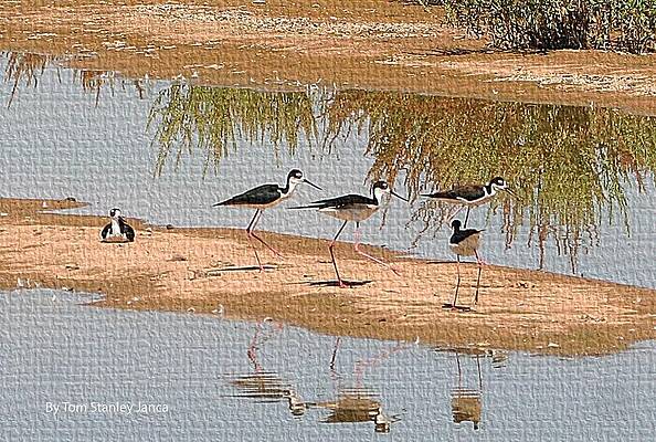 Wall Art - Photograph - Stilts Discuss The Border Problem  by Tom Janca