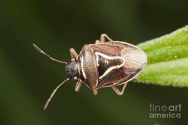 Wall Art featuring the photograph Stink Bug by Clarence Holmes