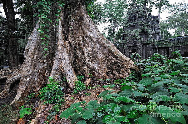 Wall Art - Photograph - Strangler fig tree roots on the ancient Preah Khan Temple by Sami Sarkis Photography