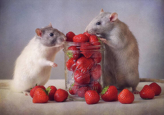 Wall Art - Photograph - Strawberries by Ellen Van Deelen