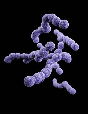 Wall Art - Photograph - Streptococcus Agalactiae, 3d Model by Science Source