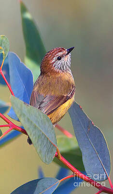 Wall Art - Photograph - Striated Thornbill by Bill  Robinson