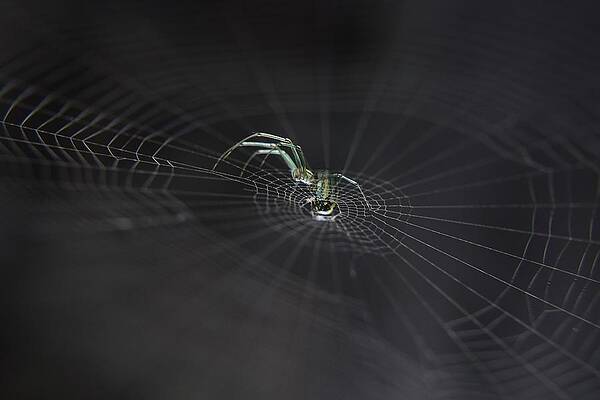 Wall Art - Photograph - Strings Of Existence II by Toni Minchev