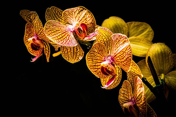 Striped Orchids 2 by George Kenhan Striped Orchids 2 by George Kenhan