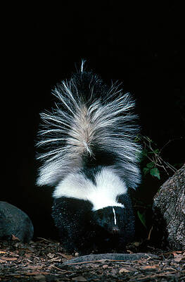 Wall Art - Photograph - Striped Skunk by Craig K. Lorenz