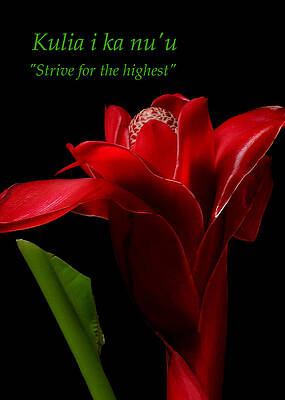 Wall Art - Photograph - Strive for the highest by James Temple