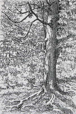 Wall Art - Drawing - Strong Roots by Janet Felts