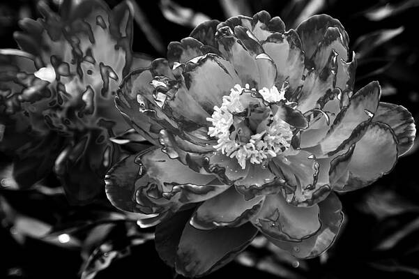 Study in Black and White by Leigh Grundy Study in Black and White by Leigh Grundy