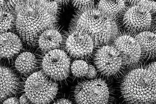 Study in Spines 1 by James Brunker Study in Spines 1 by James Brunker
