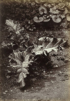 Wall Art - Drawing - Study Of A Leaf, Robert Burrows Attributed by Artokoloro