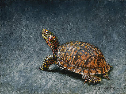 Detailed Turtle on Textured Surface Print
