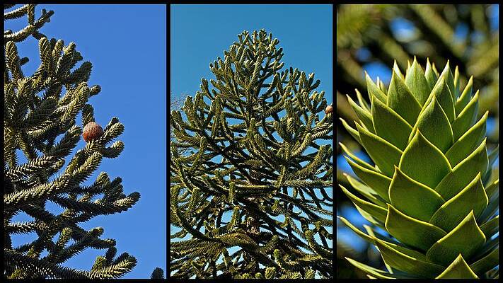 Wall Art - Photograph - Study of the Monkey Puzzle Tree by Tikvah's Hope