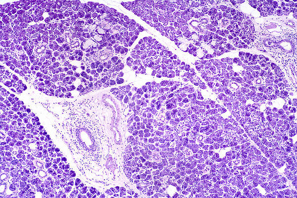 Wall Art - Photograph - Submandibular Salivary Gland Section, Lm by Science Stock Photography
