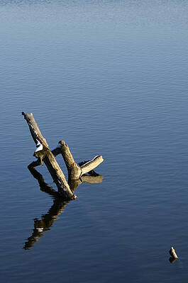 Submerged Tree by Steve Tracy Submerged Tree by Steve Tracy