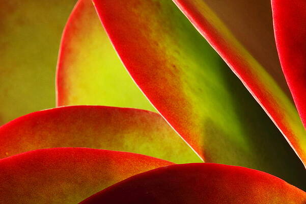 Succulent 2AM-112356 by Andrew McInnes Succulent 2AM-112356 by Andrew McInnes
